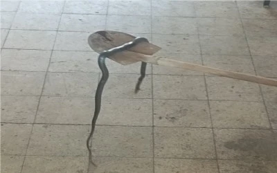 Diyarbakır’da dev yılana kürekli müdahale