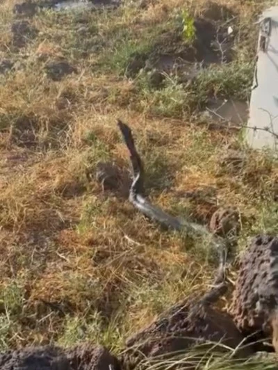 Diyarbakır&rsquo;da Dev Yılanlar