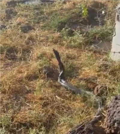 Diyarbakır&rsquo;da Dev Yılanlar