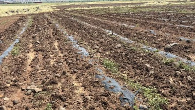 Diyarbakır’da dolu felaketi: Karpuz ve kavun tarlaları büyük zarar gördü