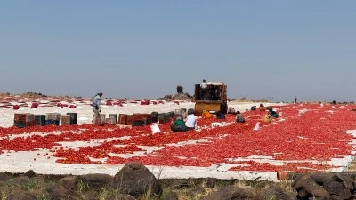 Diyarbakır'da Domates Kurutma Geleneği Avrupa Pazarlarını Fethediyor