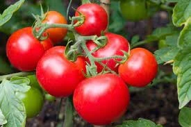 Diyarbakır’da Domates marketlerde 50 pazarda 10 lira