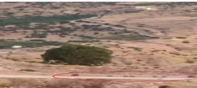 Diyarbakır'da Domuz S&uuml;r&uuml;s&uuml; G&ouml;r&uuml;nt&uuml;lendi