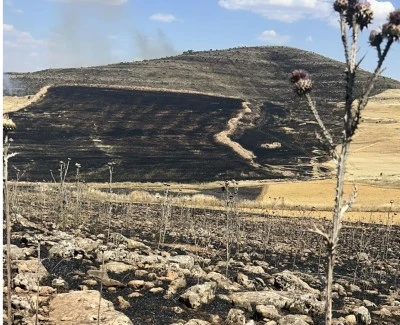 Diyarbakır'da ekili alan k&uuml;l oldu
