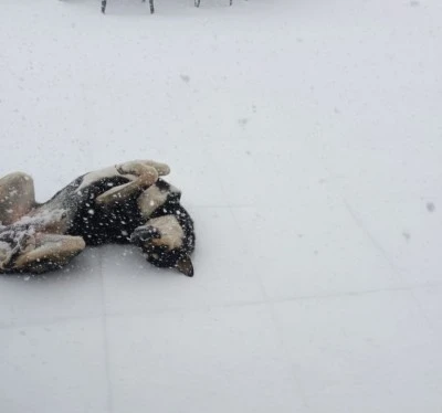 Diyarbakır&rsquo;da Esnaftan Sokak Hayvanlarına Anlamlı Destek