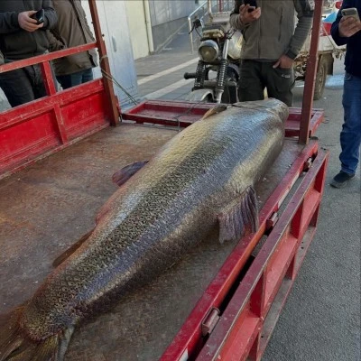 Diyarbakır&rsquo;da Fırat Nehri&rsquo;nden 100 Kiloluk Dev Turna Balığı &Ccedil;ıktı