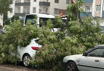 Diyarbakır’da Fırtına Ağacı Devirdi, Araçlar Zarar Gördü