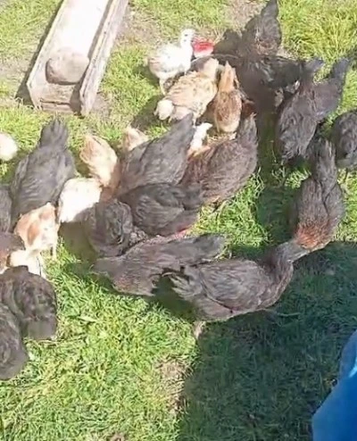 Diyarbakır'da Gezen Tavuk Yumurta Talebi Artıyor: Kolisi 210 TL&rsquo;ye Satılıyor