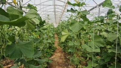 Diyarbakır’da 10 Bin Metrekarelik Dev Serada Günde 4 Ton Salatalık Üretiliyor