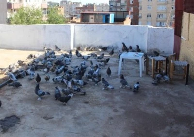 Diyarbakır’da Güvercin Besleme Geleneği