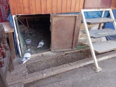 Diyarbakır'da g&uuml;vercin sevdası yıllara meydan okuyor