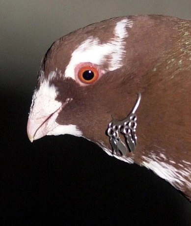 Diyarbakır’da Güvercin Tutkusu: Araç Fiyatına Hızmalı Kuşlar