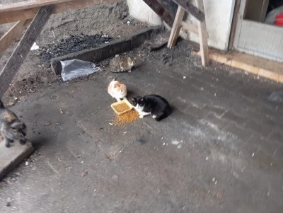 Diyarbakır&rsquo;da Hayırsever Vatandaştan Sokak Hayvanlarına &Ouml;rnek Davranış