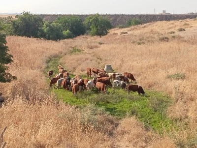 Diyarbakır'da hayvancılığa ilgi artıyor