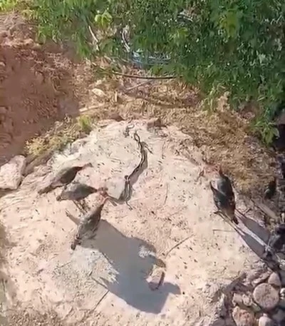 Diyarbakır'da Hindiler ile Yılanların İlgin&ccedil; Karşılaşması