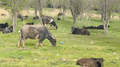 Diyarbakır’da İlkbahar Rüzgarı