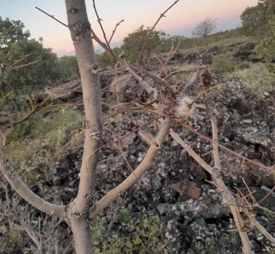 Diyarbakır’da istilacı tırtıl alarmı: Binlerce dönüm orman tehlikede