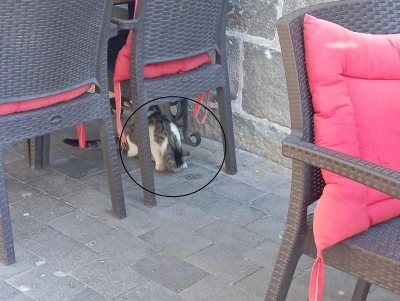 Diyarbakır’da kafede yılan paniği