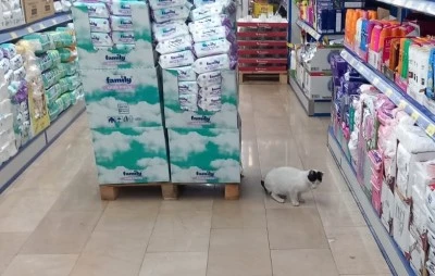 Diyarbakır&rsquo;da Kar Soğuğu Sokak Hayvanlarını Marketlere S&uuml;r&uuml;kledi