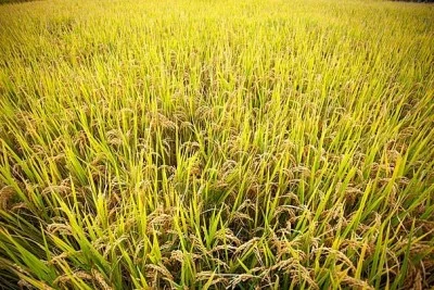 Diyarbakır&rsquo;da Kar ve Yağmur Bereketi M&uuml;jdeledi: Su Sorununda Rahatlama Bekleniyor