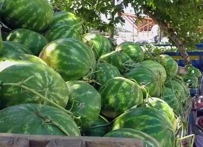 Diyarbakır'da Karpuz Fiyatları Düştü Talep Azaldı