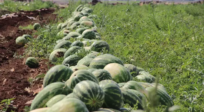 Diyarbakır’da Karpuz İsyanı: Tarlada 2 Lira, Pazarda 10 Lira