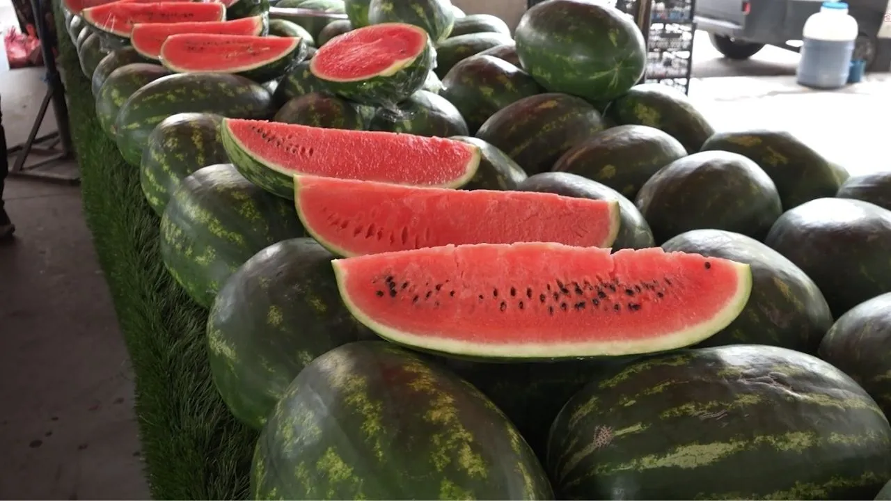 Diyarbakır’da Karpuz Sezonu Sona Eriyor