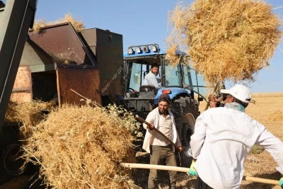Diyarbakır'da Kavurucu Sıcağa Rağmen Hasat Mesaisi
