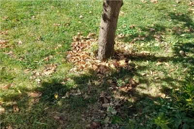 Diyarbakır’da Kavurucu Sıcaklar Doğayı da Vurdu