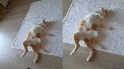 Diyarbakır’da Kavurucu Sıcaklar Evcil Hayvanları da Vurdu