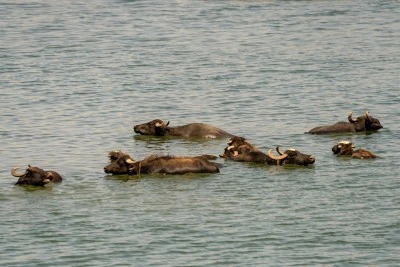 Diyarbakır’da Kavurucu Sıcaklarda Serinlik Arayan Büyükbaşlar Kabaklı Gölü’ne Akın Ediyor