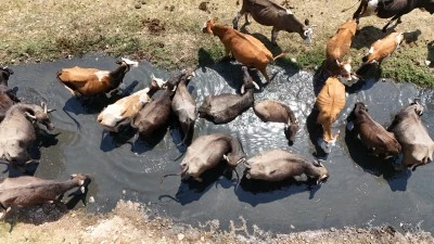 Diyarbakır’da Kavurucu Sıcaklarda Su Banyosu
