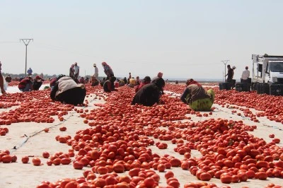 Diyarbakır&rsquo;da kavurucu sıcakta domates mesaisi