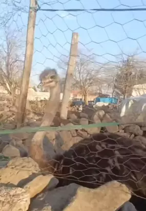 Diyarbakır'da Firari Deve Kuşu Bulundu