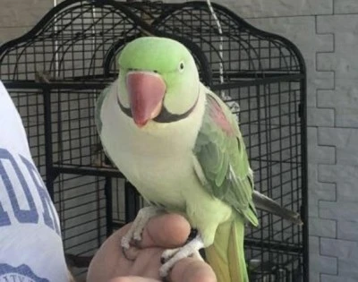  Diyarbakır'da Kayıp Papağan İçin Seferberlik