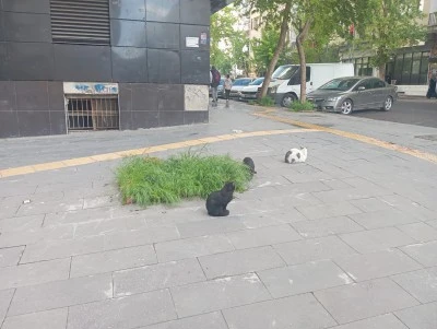 Diyarbakır&rsquo;da kediler mahalleliyi ikiye b&ouml;ld&uuml;