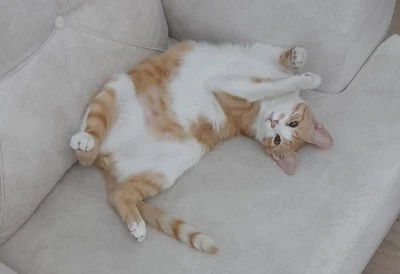 Diyarbakır'da Kedilerin Sırtüstü Yatması Ne Anlama Geliyor?