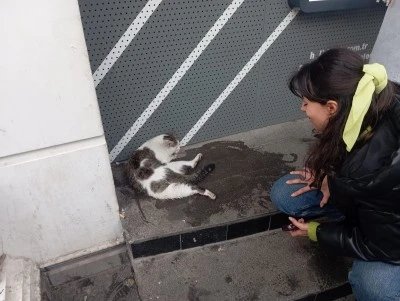 Diyarbakır’da Kediye Araç Çarptı: Vatandaşlar Seferber Oldu