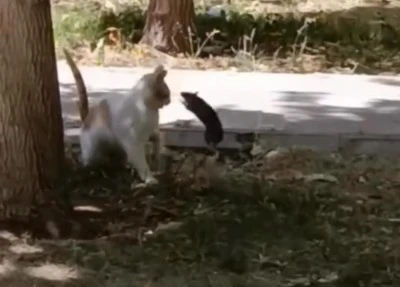 Diyarbakır’da Kediye Saldıran Fare Görenleri Şaşkına Çevirdi