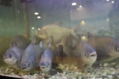 Diyarbakır&rsquo;da Kelle Pa&ccedil;acıda Sıra Dışı Misafirler: Piranalar 12 Yıldır Pa&ccedil;ayla Besleniyor