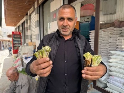 Diyarbakır'da Kenger Fiyatı Çermik'te Yarı Yarıya Düşüyor