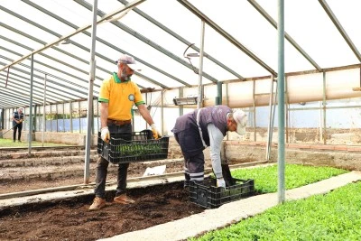Diyarbakır’da Kent Estetiğine Renk Katacak Adım: Çin Karanfili Üretimi Başladı