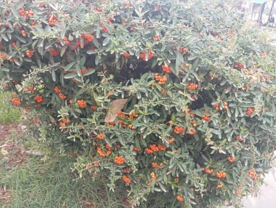 Diyarbakır’da Kışın Görülen Ateş Dikeni Meyvesi İlgi Çekiyor