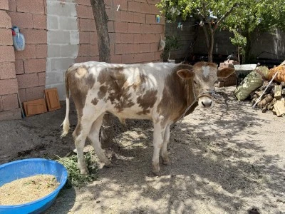 Diyarbakır'da Korkup Kaçan Buzağı 9 Ay Sonra Sahibine Teslim Edildi