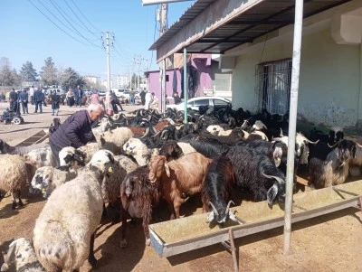 Diyarbakır&rsquo;da koyun ve ke&ccedil;i meralarına talep arttı