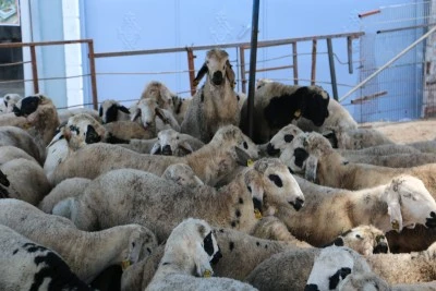 Diyarbakır'da kurban sessizliği