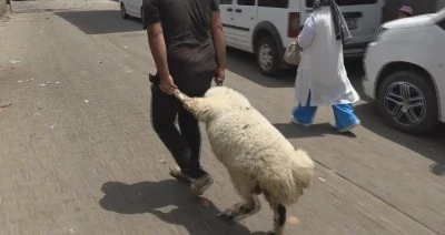 Diyarbakır’da Kurbanlıkların Taşınma Şekli Tartışma Yarattı: Din Alimleri Uyardı