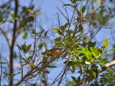 Diyarbakır’da Kuş ve Böcek Aktivitesi Şehre Can Veriyor