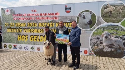 Diyarbakır&rsquo;da kuzu g&uuml;zellik yarışması yoğun ilgi g&ouml;rd&uuml;