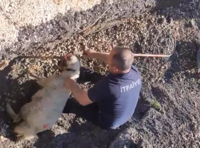 Diyarbakır'da kuzu kurtarma operasyonu